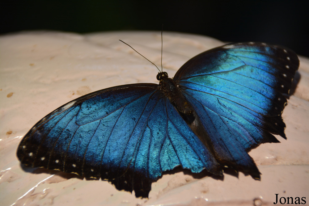 Morpho peleides