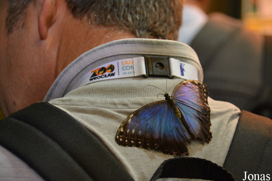 Morpho peleides