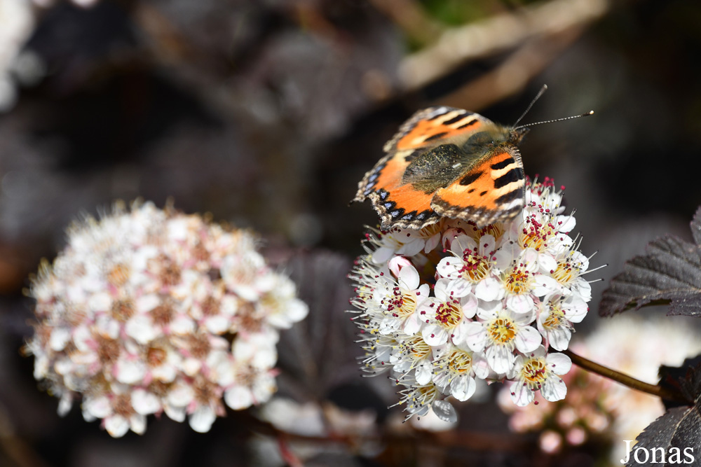 Curonian Spit National Park