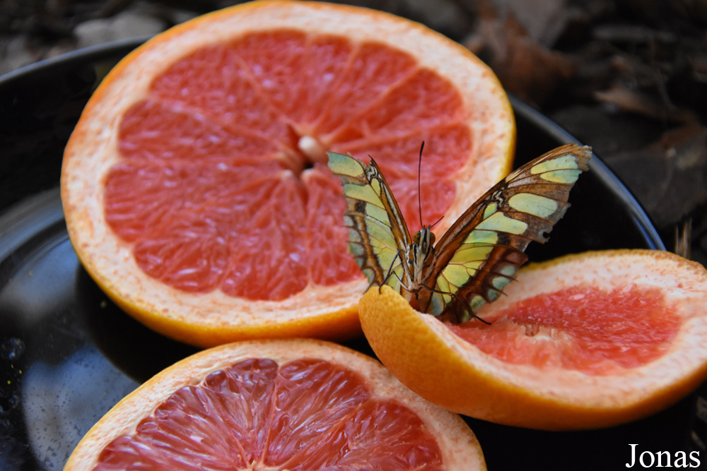 Siproeta stelenes