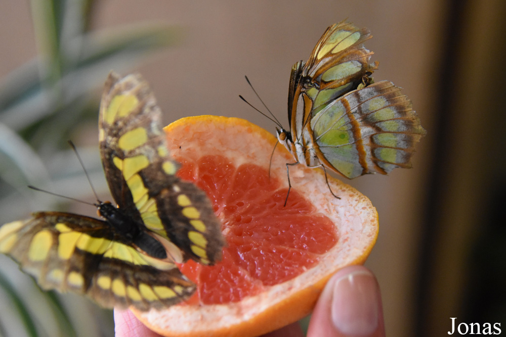 Siproeta stelenes