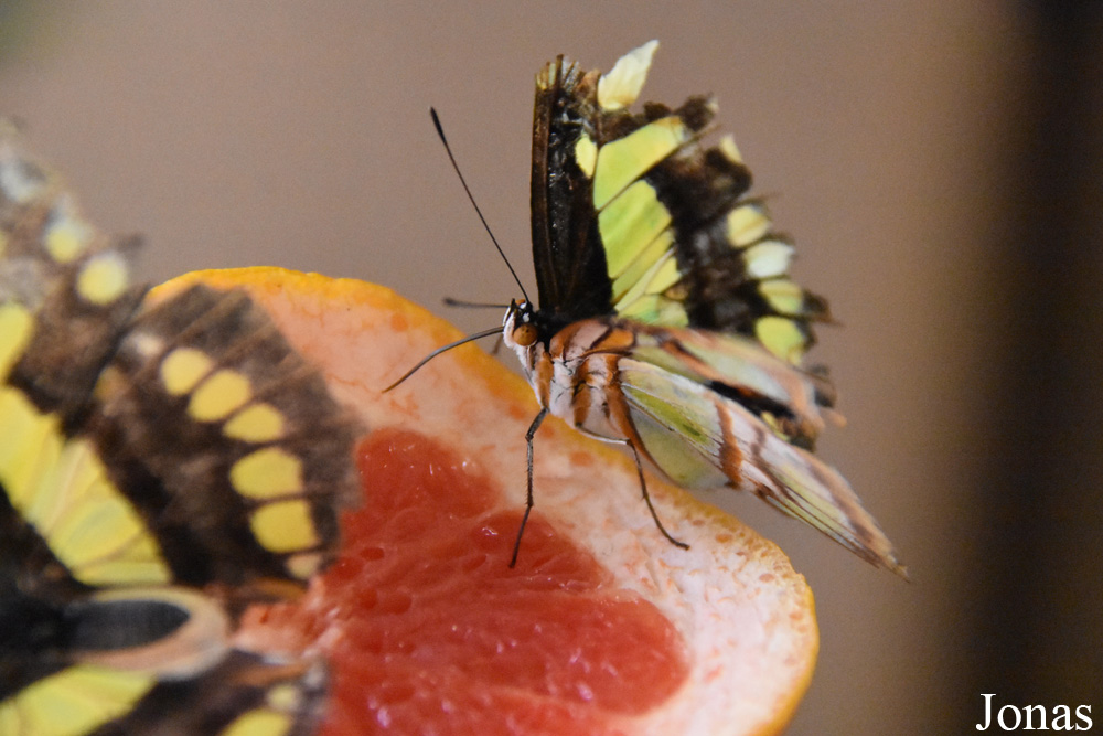 Siproeta stelenes