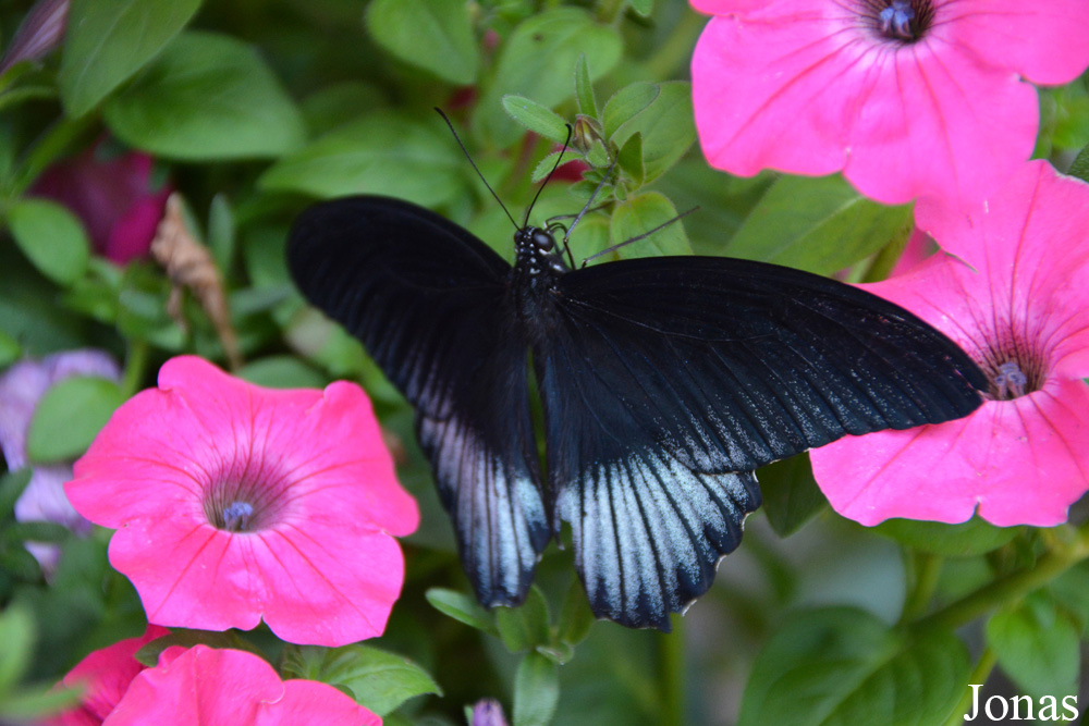 Papilio memnon