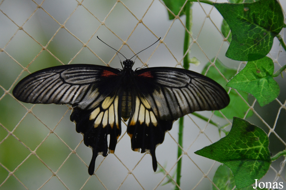 Papilio polytes