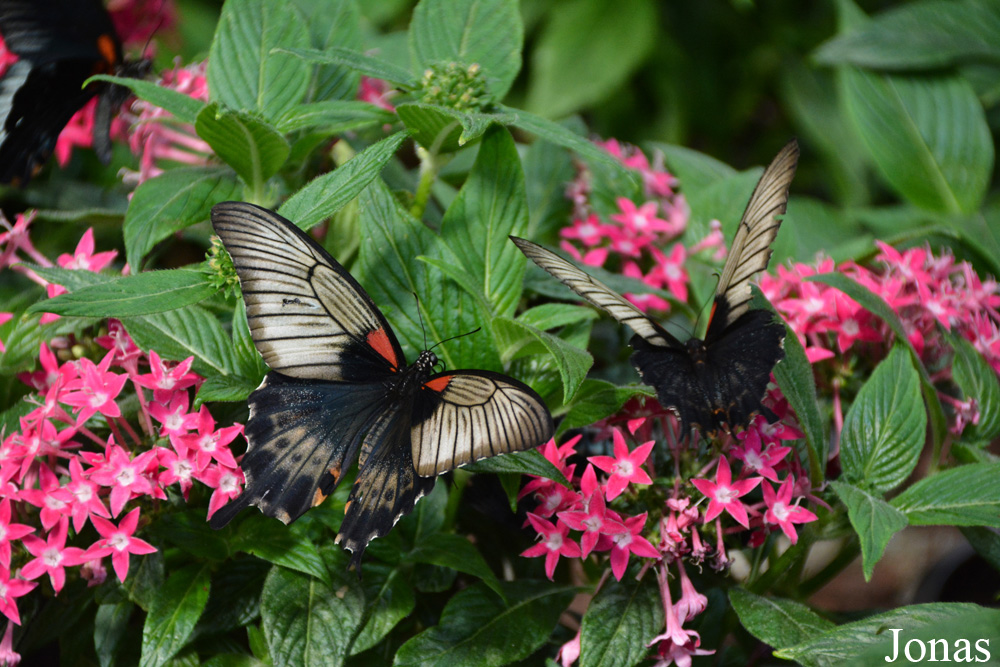 Papillon non identifié