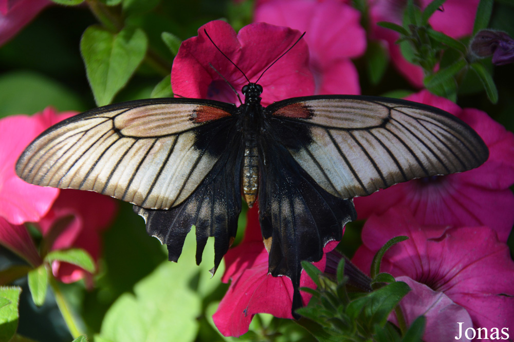 Papillon non identifié