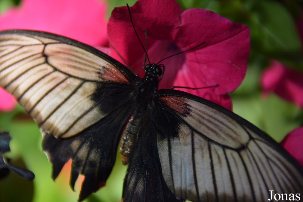 Papillon non identifié