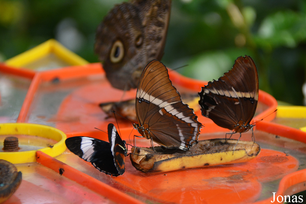 Papillon non identifié