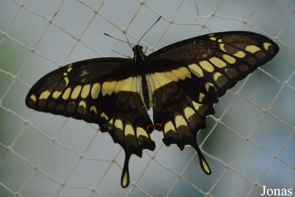 Papillon non identifié