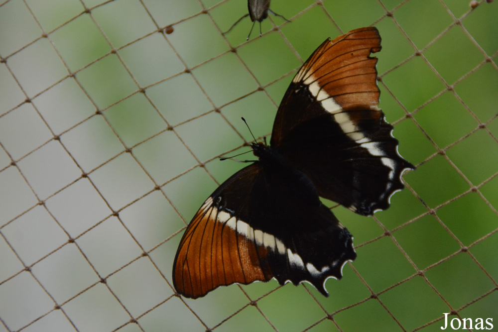 Papillon non identifié