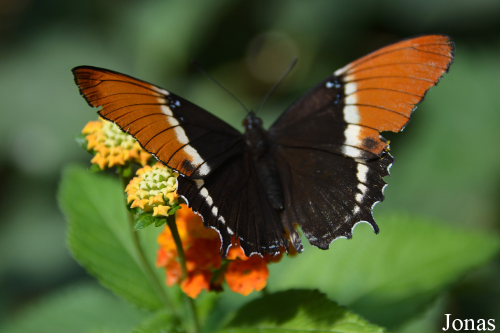 Papillon non identifié