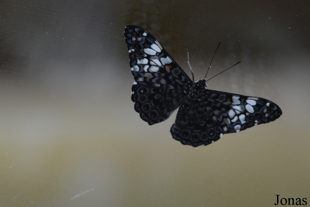 Papillon non identifié