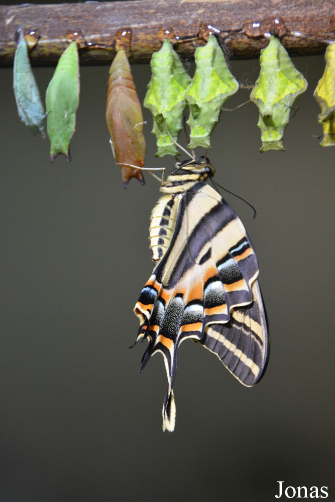 Papillon non identifié