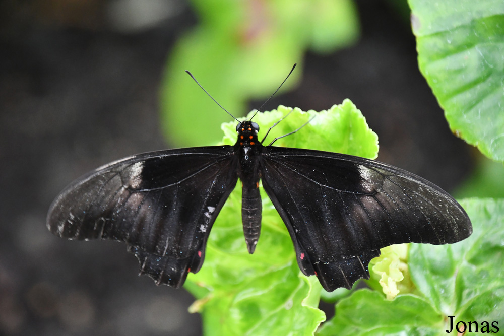 Papillon non identifié