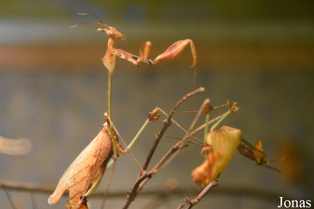 Gongylus gongylodes