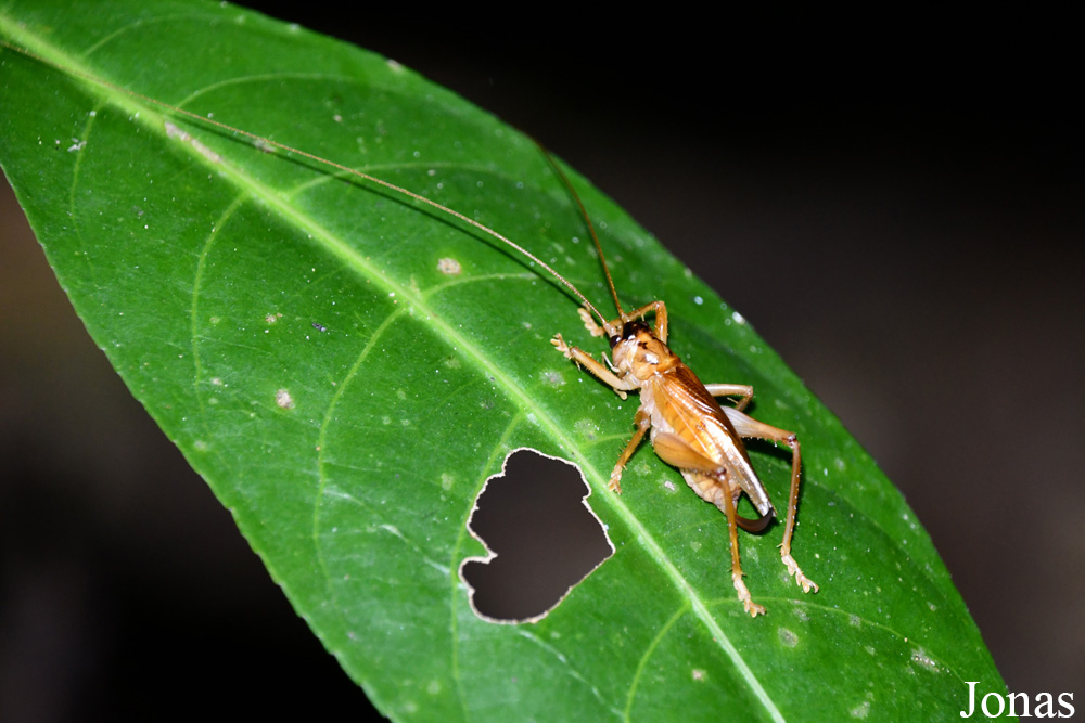 Antranokarany