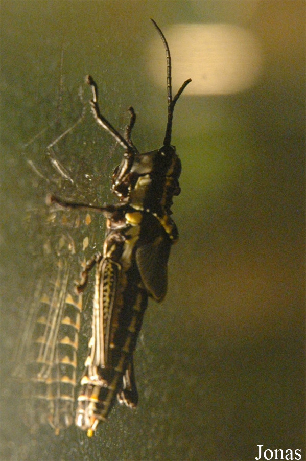 Criquet non identifié