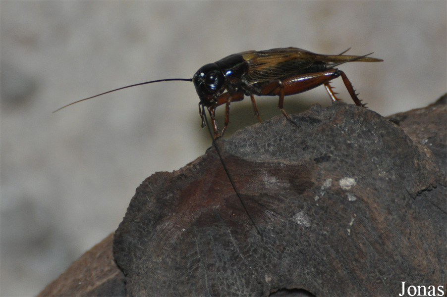Gryllus bimaculatus