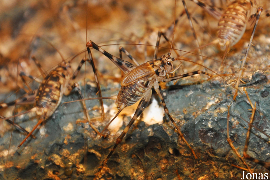 Pholeogryllus geertsi