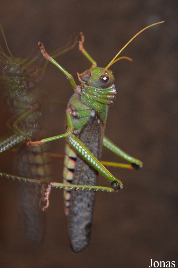 Tropidacris violaceus