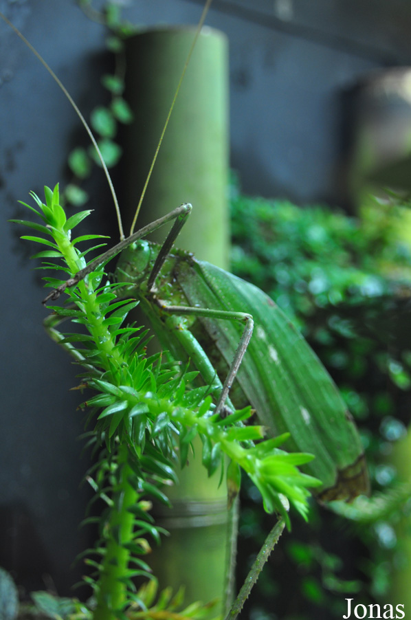 Macrolyristes corporalis