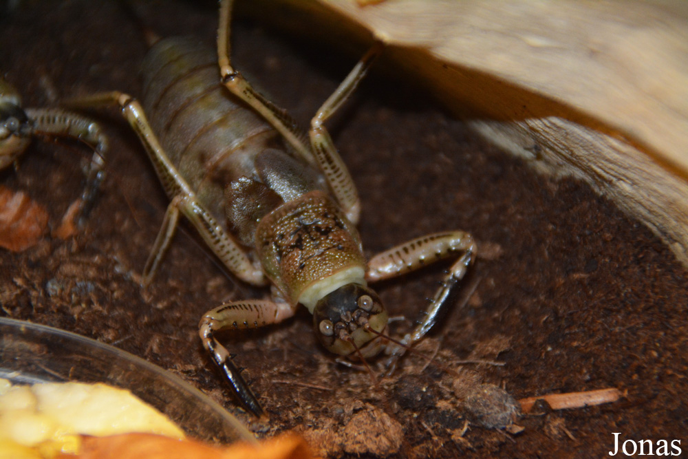 Nesoecia sp.