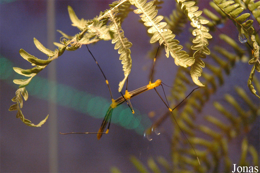 Oreophoetes peruana