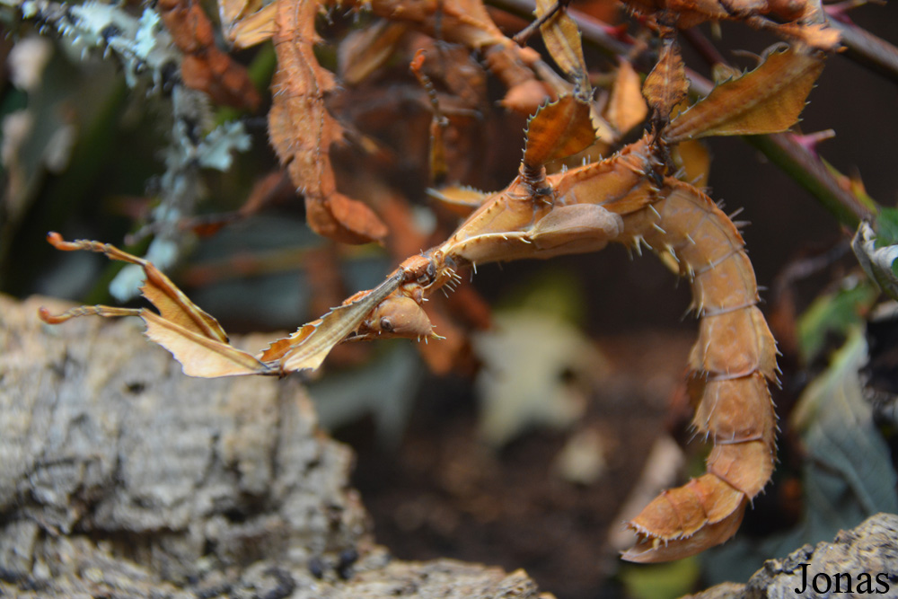 Extatosoma tiaratum