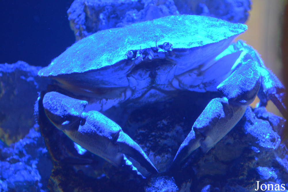 Cancer pagurus