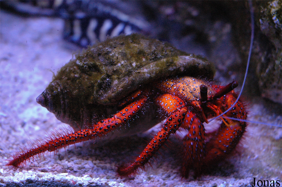 Dardanus megistos