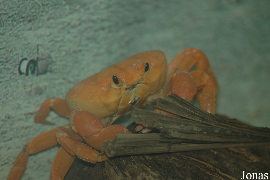 Gecarcinus planatus