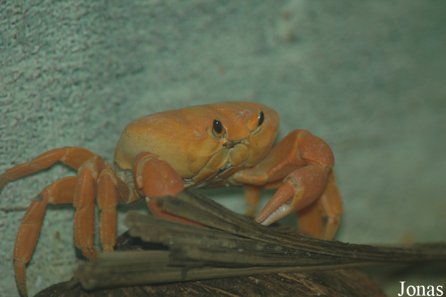 Gecarcinus planatus