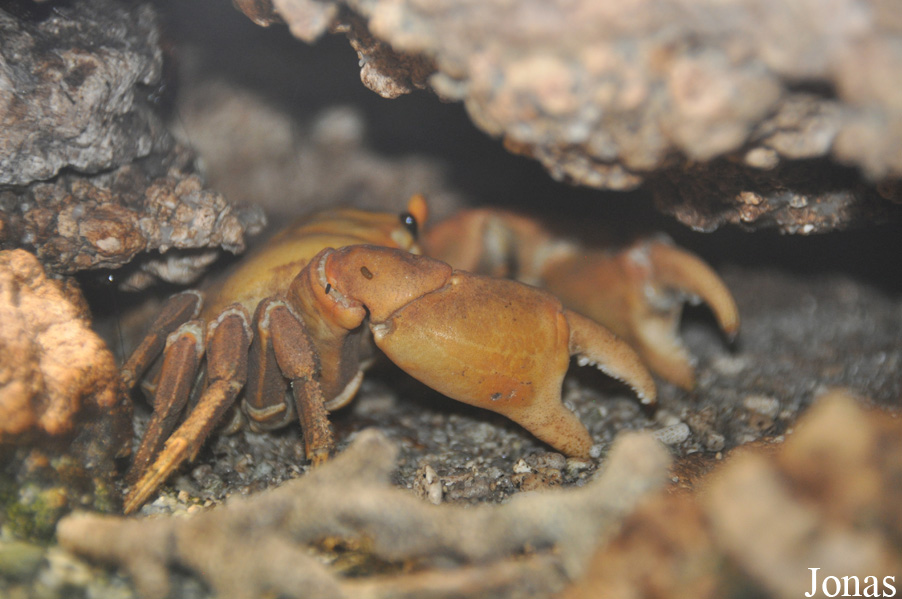 Gecarcinus planatus