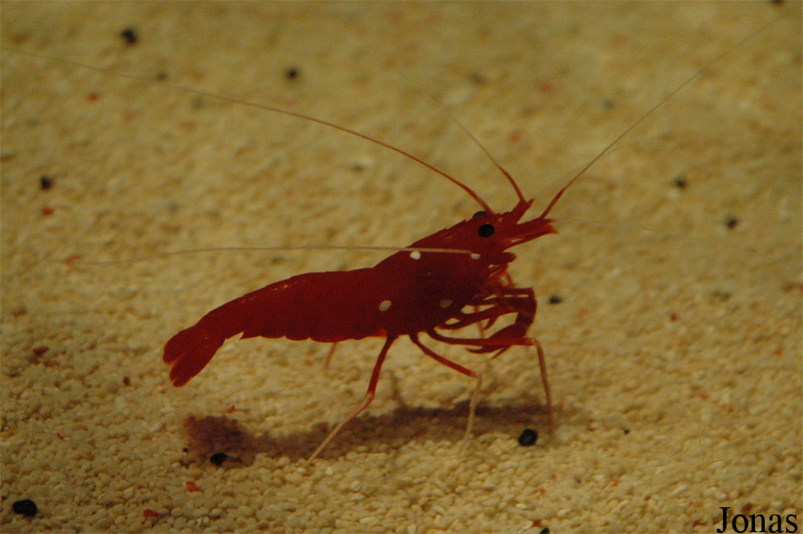 Lysmata debelius