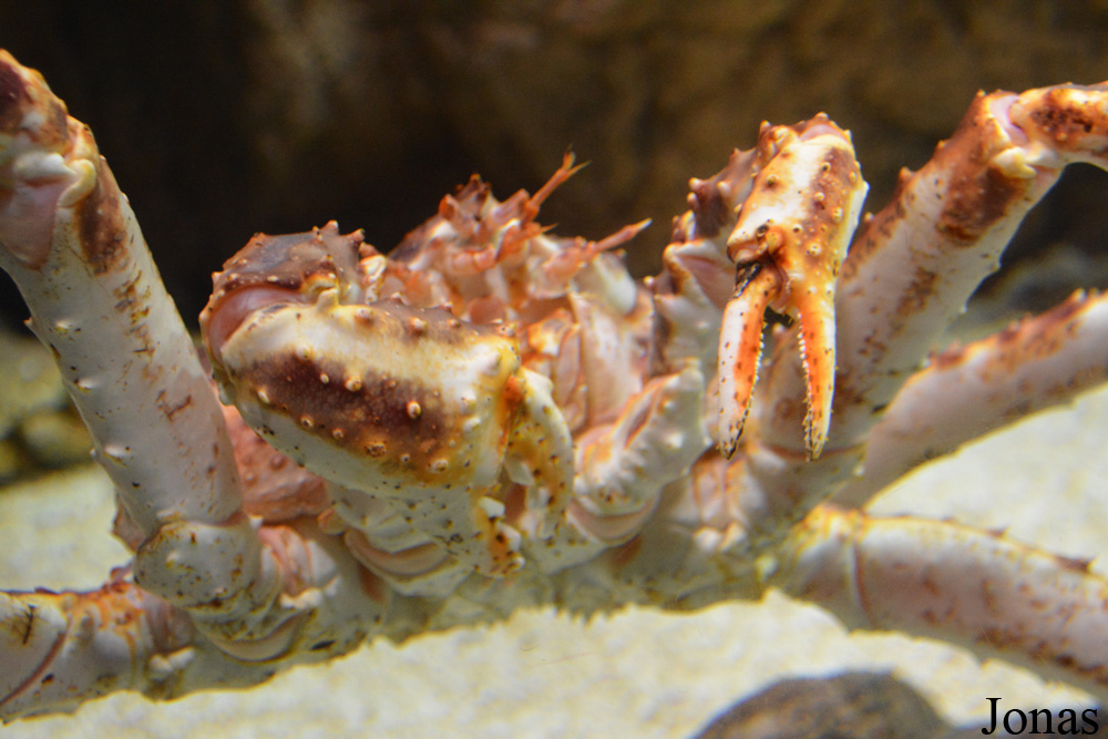 Paralithodes camtschaticus