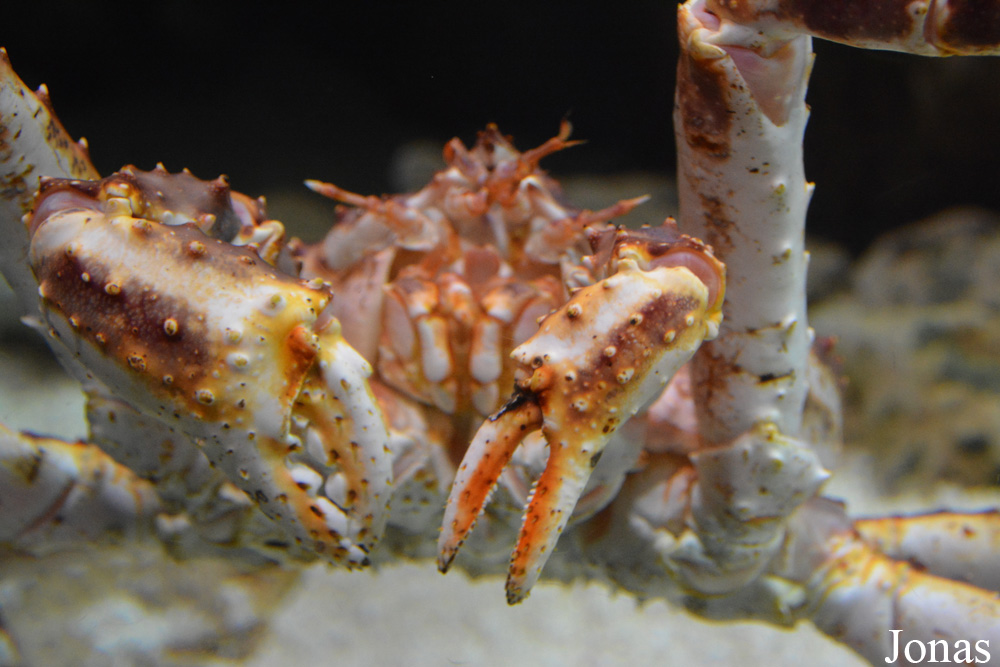 Paralithodes camtschaticus
