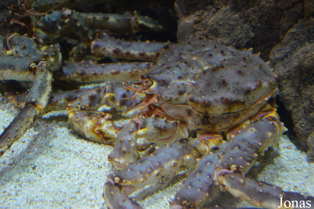 Paralithodes camtschaticus