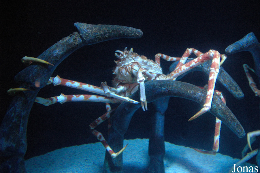 Macrocheira kaempferi