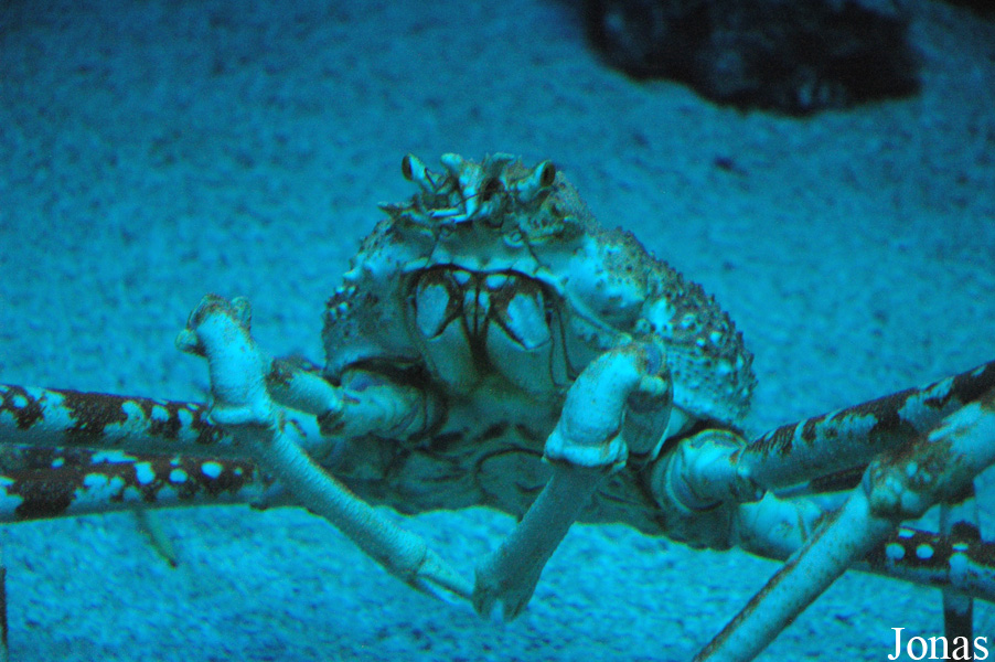 Macrocheira kaempferi