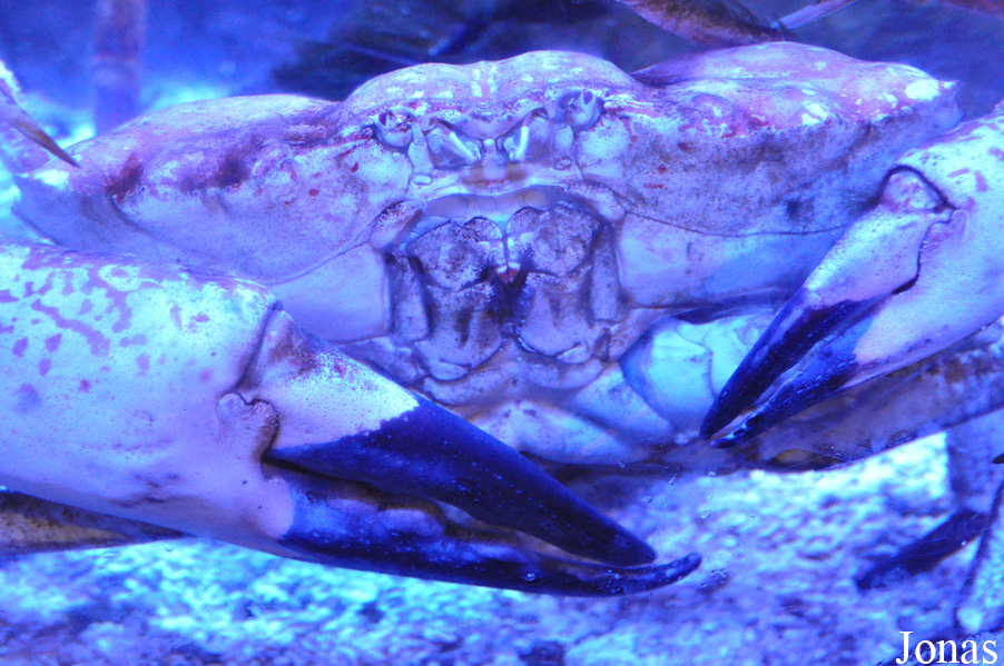 Pseudocarcinus gigas
