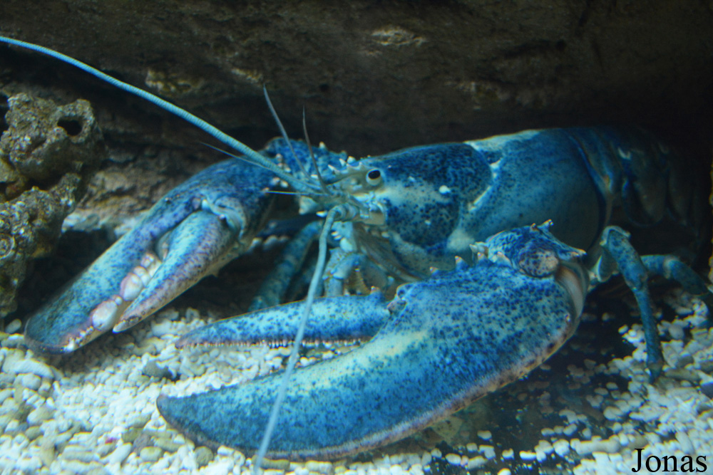 Homarus americanus