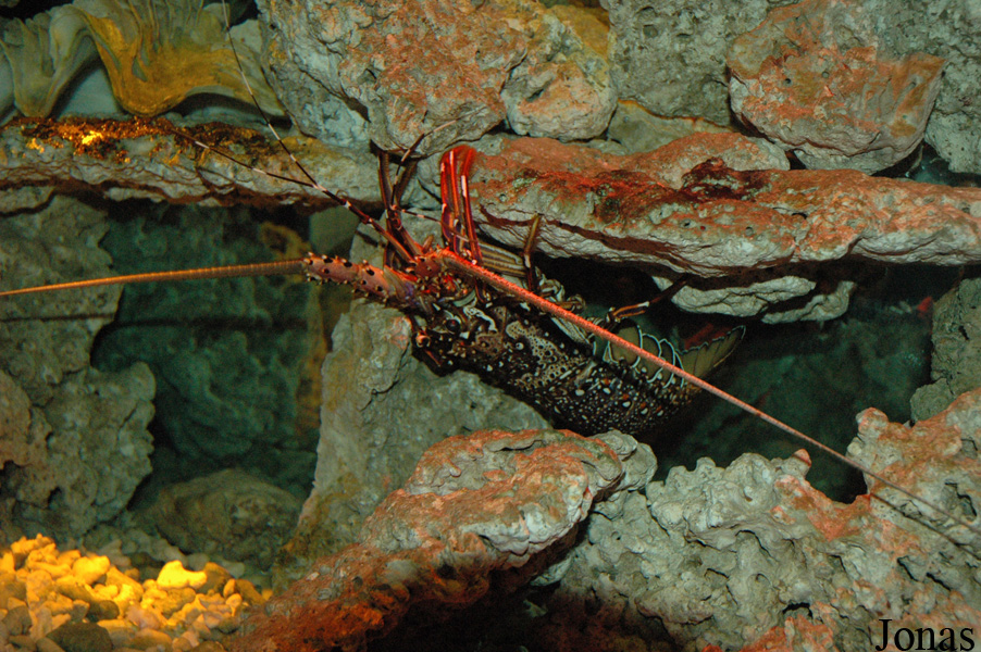 Panulirus ornatus