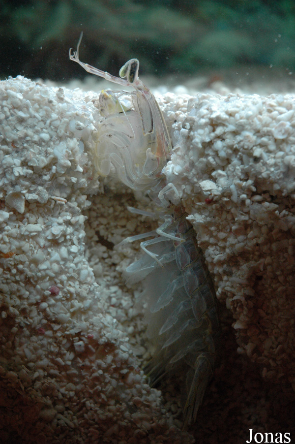 Mantis shrimp