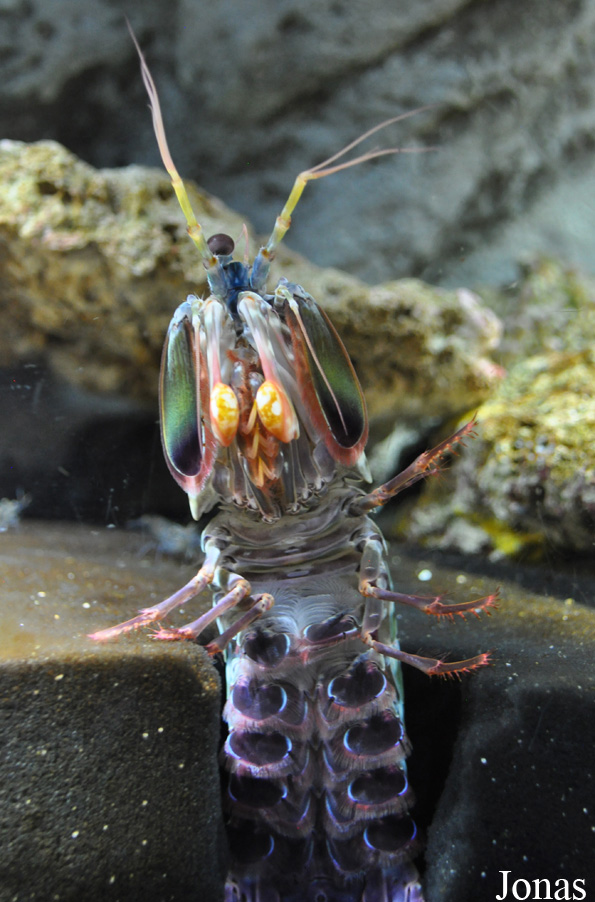 Odontodactylus scyllarus