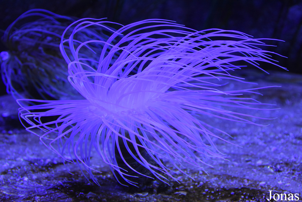 Cerianthus membranaceus
