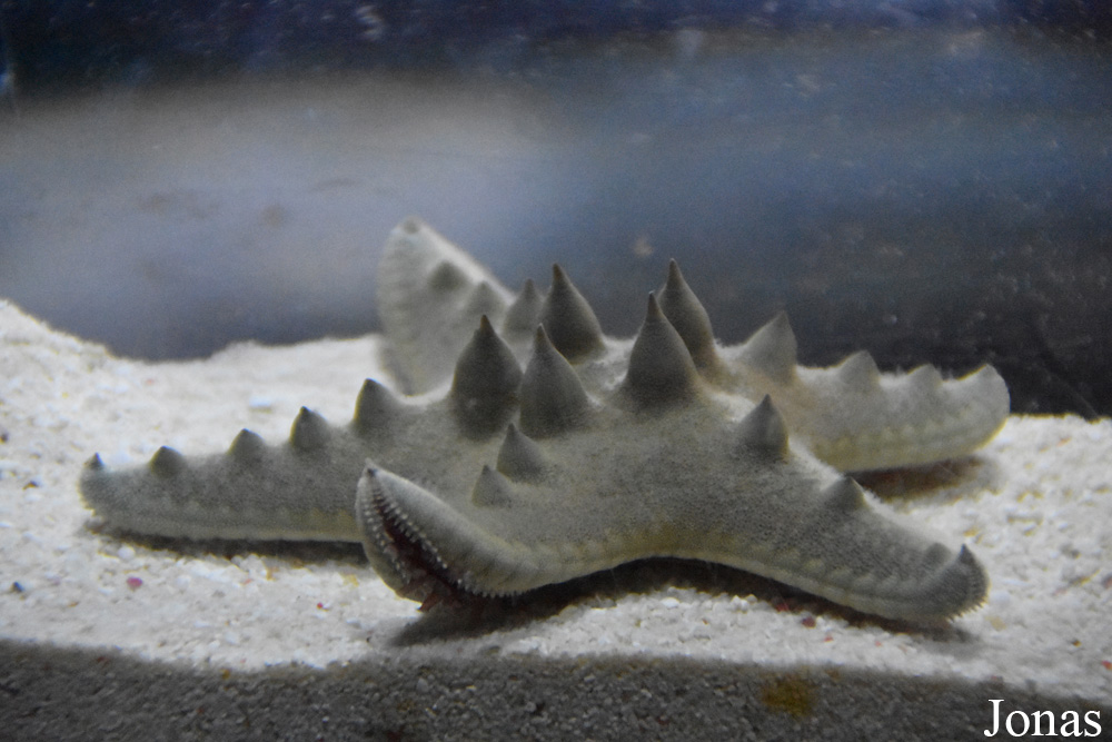 Protoreaster sp.