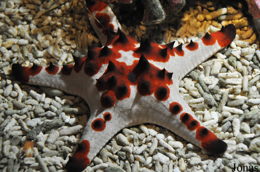 Protoreaster sp.