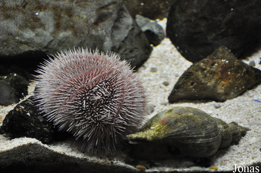 Echinus esculentus