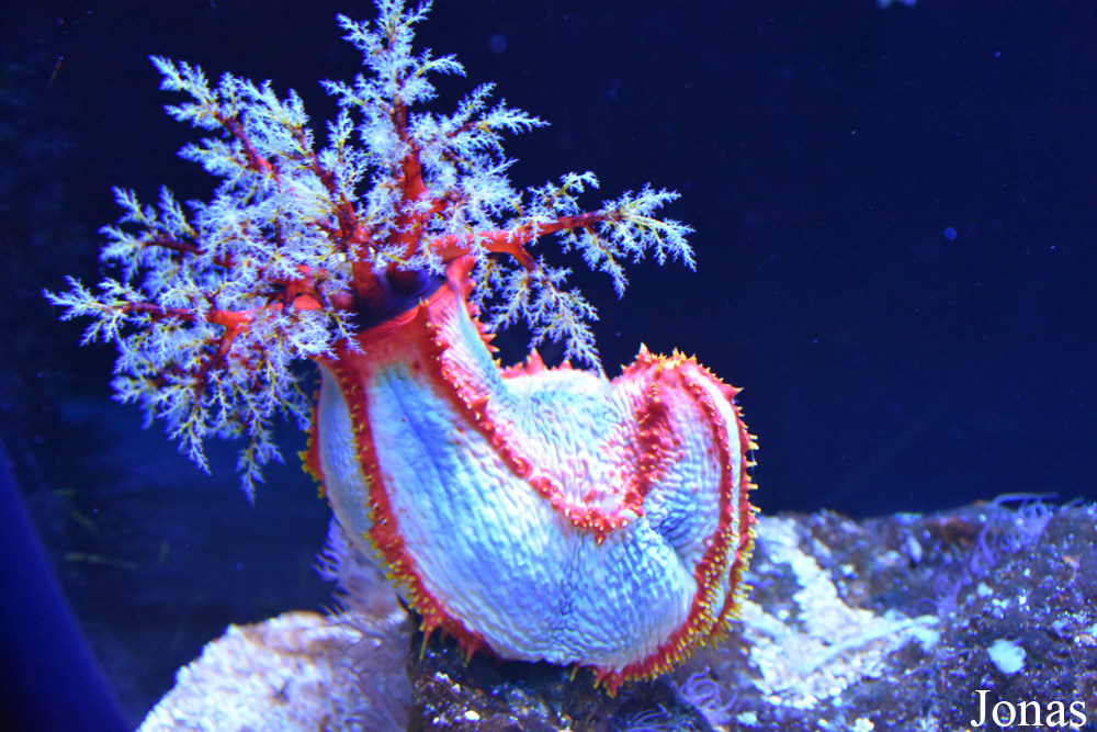 Pseudocolochirus violaceus