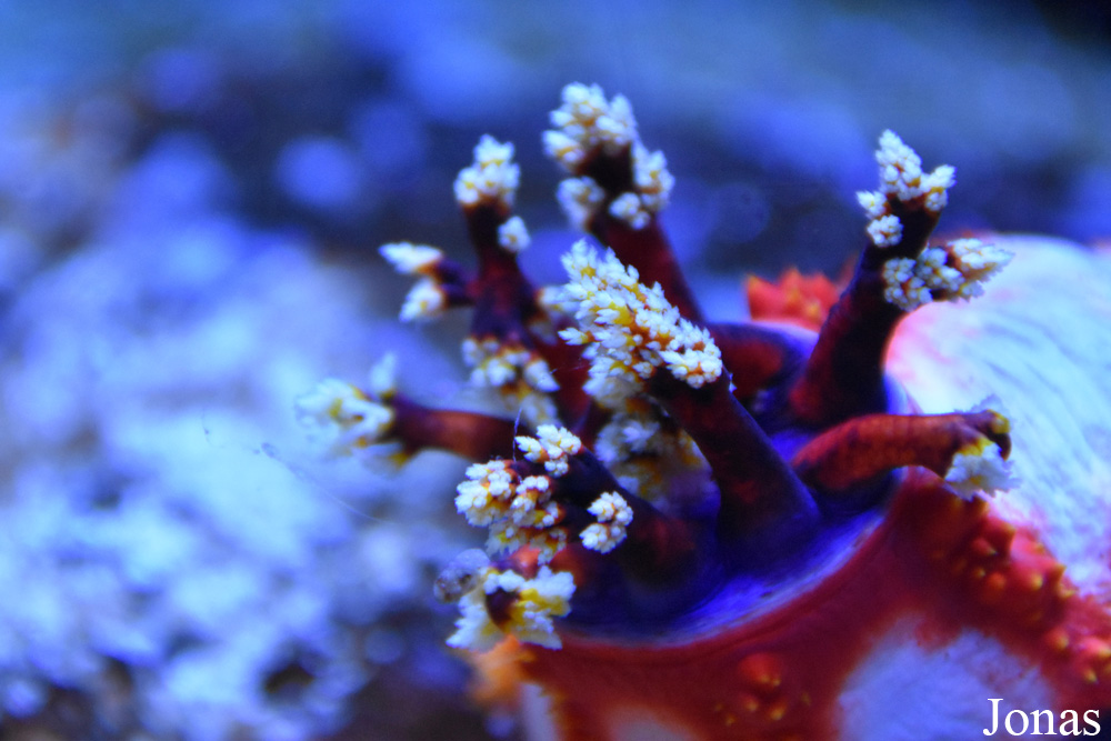 Pseudocolochirus violaceus